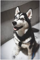 WallClassics - Poster Glanzend – Lieve Hond met Maan Oog - 70x105 cm Foto op Posterpapier met Glanzende Afwerking