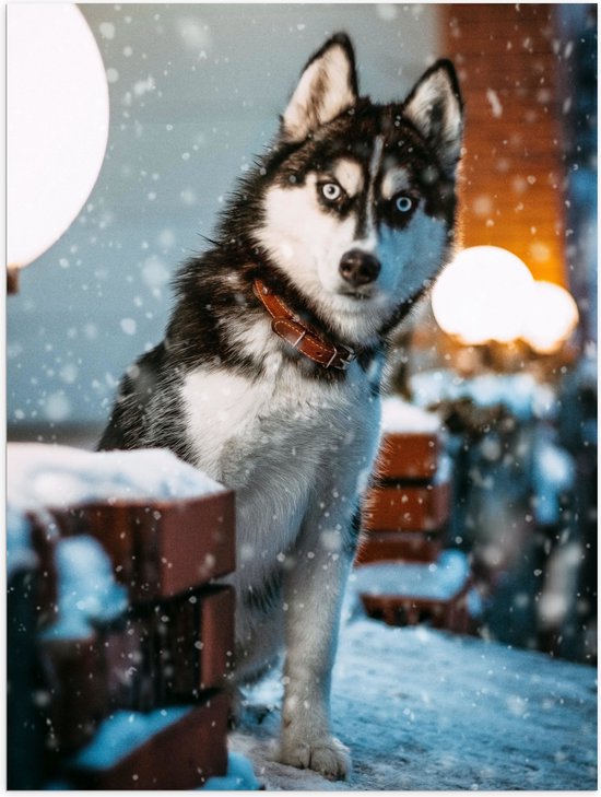 WallClassics - Poster Glossy – Husky Sibérien dans la Neige - 60x80 cm Photo sur Papier Poster avec Finition Brillante