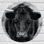 WallClassics - Muursticker Cercle - Photo Zwart et Wit du Taureau - 40x40 cm Photo sur Muursticker