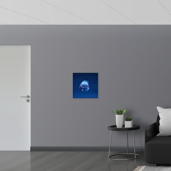 WallClassics - Muursticker - Magnifique poisson bleu dans l' Water - Photo 50x50 cm sur Muursticker