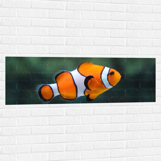 Foto: Wallclassics muursticker zwemmende nemo 120x40 cm foto op muursticker
