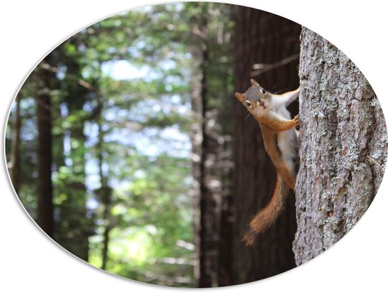 WallClassics - Panneau de mousse PVC ovale - Écureuil grimpant dans un arbre - 80x60 cm Photo sur ovale (avec système de suspension)