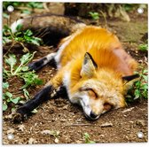 WallClassics - Poster de jardin - Renard endormi - 50x50 cm Photo sur poster de jardin (décoration murale pour extérieur et intérieur)