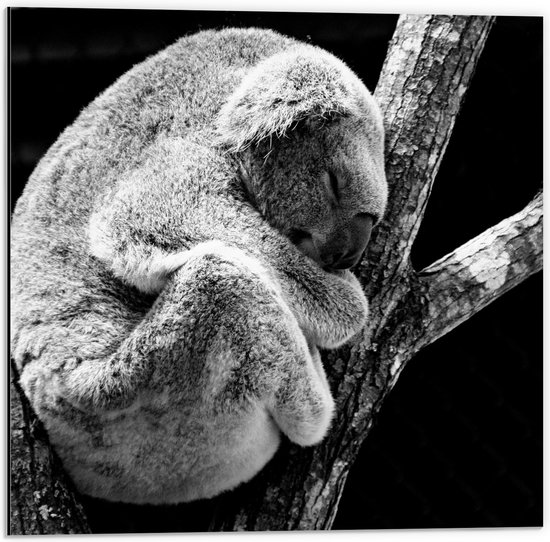 WallClassics - Dibond - Zwart Wit Foto van Slapende Koala - 50x50 cm Foto op Aluminium (Met Ophangsysteem)