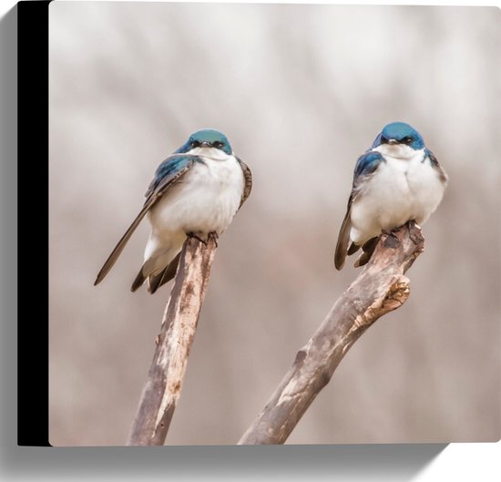 WallClassics - Canvas  - Twee Blauw Witte Vogels in de Natuur - 30x30 cm Foto op Canvas Schilderij (Wanddecoratie op Canvas)