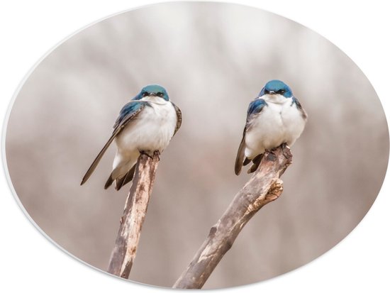 WallClassics - PVC Schuimplaat Ovaal - Twee Blauw Witte Vogels in de Natuur - 40x30 cm Foto op Ovaal  (Met Ophangsysteem)