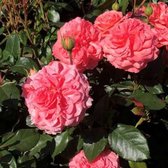 Rosa 'Windekind' - Roos in pot