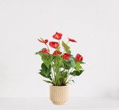 Anthurium Rood  in sierpot Jacky Vanille – bloeiende kamerplant – flamingoplant – 40-50cm - Ø13 – geleverd met plantenpot – vers uit de kwekerij
