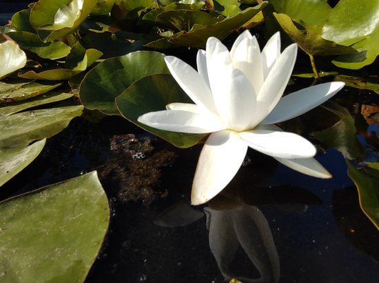 Waterlelie Nymphaea Gladstoniana (zuiver witte, grote waterlelie) - vijverklaar opgeplant in een mand van 19 x 19 cm - Vijverplant - Vijverplanten Webshop