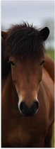 WallClassics - Poster Glanzend – Bruin Paard van Voren - 20x60 cm Foto op Posterpapier met Glanzende Afwerking