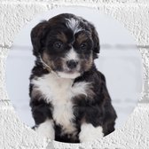WallClassics - Muursticker Cirkel - Bernedoodle Puppy - 20x20 cm Foto op Muursticker