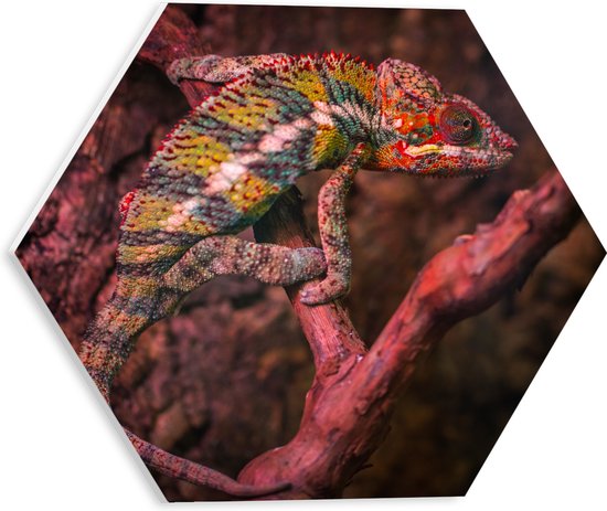 WallClassics - PVC Schuimplaat Hexagon  - Kameleon op een Rood / Bruine Boom - 30x26.1 cm Foto op Hexagon (Met Ophangsysteem)