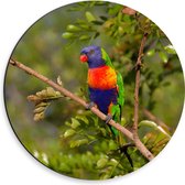 WallClassics - Dibond Muurcirkel - Lori Vogel op een Tak - 30x30 cm Foto op Aluminium Muurcirkel (met ophangsysteem)