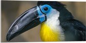 WallClassics - Verre acrylique - Toucan bleu - Photo 100 x 50 cm sur verre acrylique (avec système de suspension)