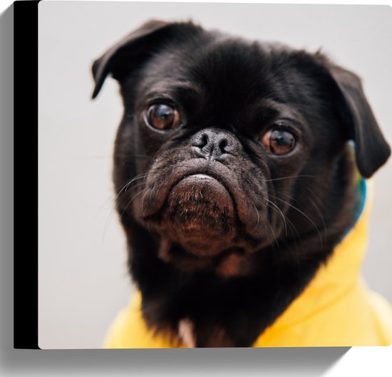 WallClassics - Toile - Carlin doux / Carlin au pelage jaune - 30x30 cm Tableau sur toile (Décoration murale sur toile)