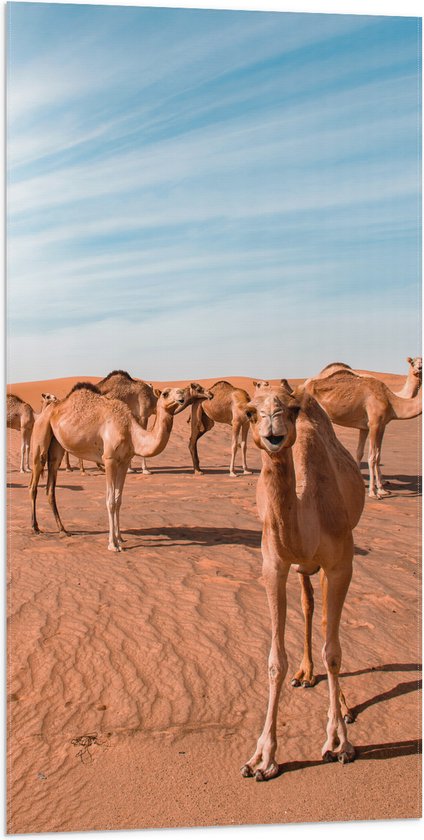 WallClassics - Vlag - Vrolijke Kamelen in de Woestijn - 50x100 cm Foto op Polyester Vlag