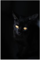 WallClassics - Poster (Mat) - Zwarte Kat in het Donker - 60x90 cm Foto op Posterpapier met een Matte look