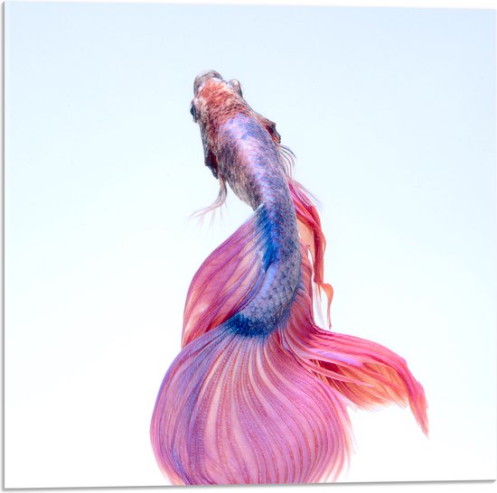 WallClassics - Acrylglas - Roze Siamese Kempvis - 50x50 cm Foto op Acrylglas (Met Ophangsysteem)