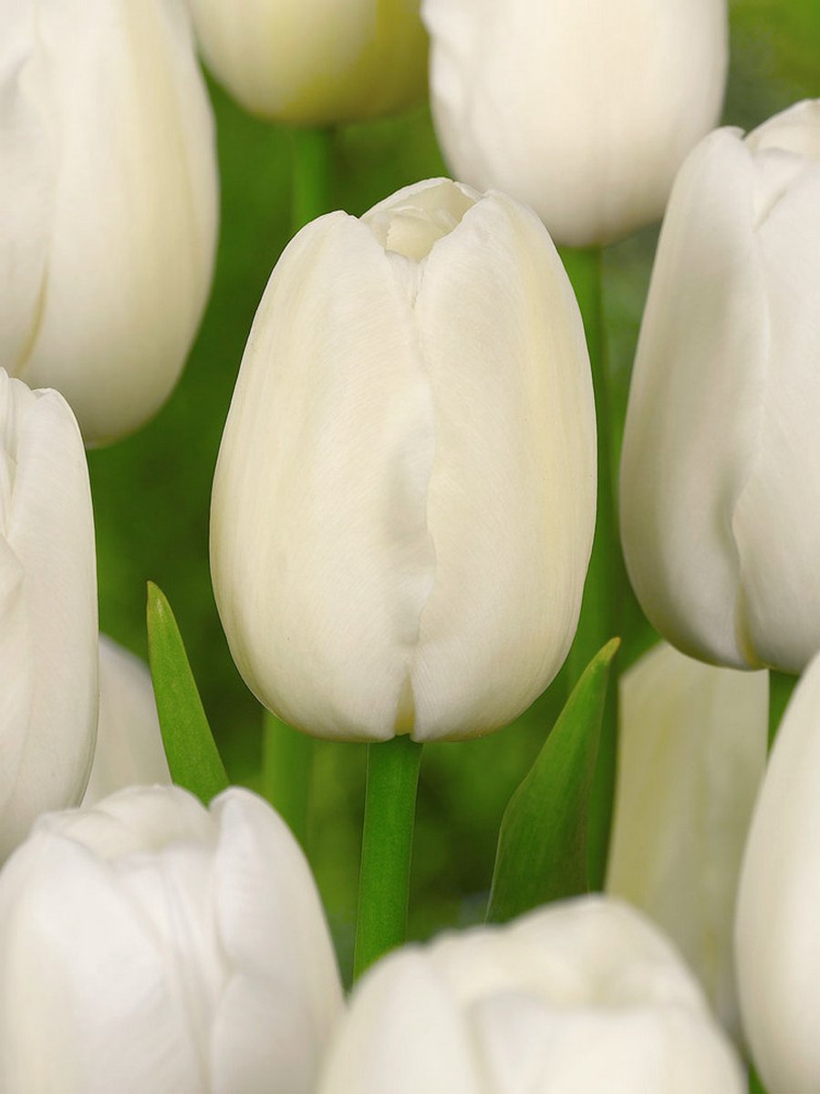 200x Tulpen 'Catherina' - BULBi® Bloembollen met bloeigarantie