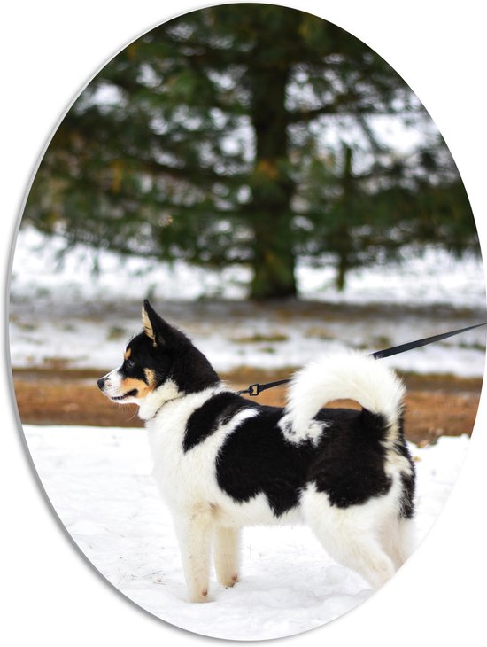 WallClassics - PVC Schuimplaat Ovaal - Zwart met Witte Hond in de Sneeuw - 51x68 cm Foto op Ovaal  (Met Ophangsysteem)