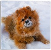 WallClassics - Dibond - Chien duveteux dans la neige - Photo sur aluminium 50x50 cm (Décoration murale en métal)