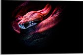 WallClassics - Acrylglas - Rode Slang met Zwarte Achtergrond - 60x40 cm Foto op Acrylglas (Wanddecoratie op Acrylaat)