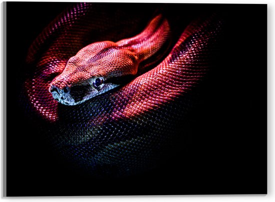 WallClassics - Acrylglas - Rode Slang met Zwarte Achtergrond - 40x30 cm Foto op Acrylglas (Met Ophangsysteem)
