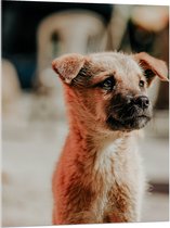 WallClassics - Verre acrylique - Puppy solitaire - Photo sur verre acrylique (avec système de suspension) 75 x 100 cm
