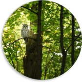 WallClassics - Plaque de Mousse PVC Cercle Mural - Hibou dans un Arbre dans la Forêt - 30x30 cm Photo sur Cercle Mural (avec système d'accrochage)