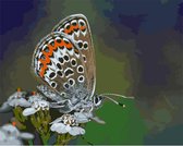 Schilderenopnummers.com® - Heideblauwtje in samenwerking met De Vlinderstichting - Schilderen op nummers