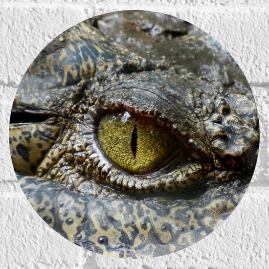 WallClassics - Muursticker Cercle - Oeil de Crocodile - 20x20 cm Photo sur Muursticker