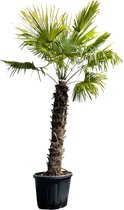 Tropictrees - Palmboom - Trachycarpus Fortunei - Plant - Winterhard - Pot ⌀ 50cm - Hoogte ca. 270cm