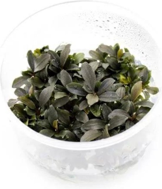 Bucephalandra Red In Vitro 100CC – Levende Aquariumplant – Moerings