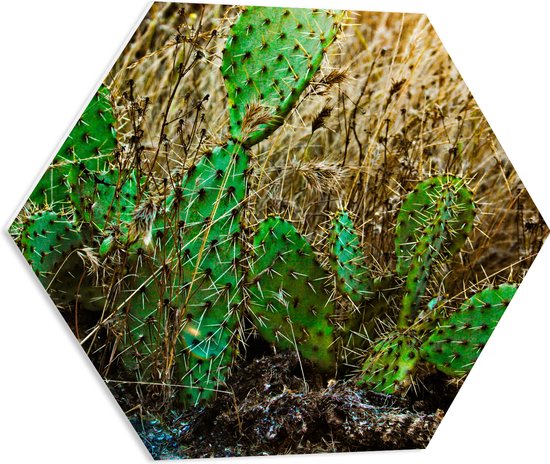 WallClassics - PVC Schuimplaat Hexagon  - Cactusplanten in het Veld - 60x52.2 cm Foto op Hexagon (Met Ophangsysteem)