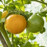Tomaten zaden - Tomaat Téton de Wépion