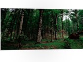 WallClassics - PVC Schuimplaat- Smalle Bomen in Donkergroen gekleurd Bos - 100x50 cm Foto op PVC Schuimplaat