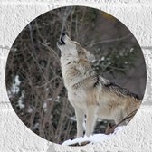 WallClassics - Muursticker Cirkel - Huilende Wolf in de Sneeuw - 20x20 cm Foto op Muursticker