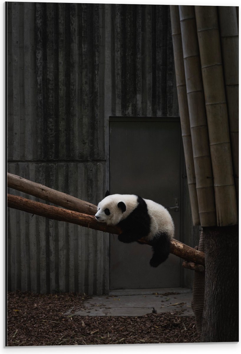 Dibond - Panda Slapend op een Boomstam - 40x60 cm Foto op Aluminium (Wanddecoratie van met