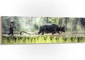 WallClassics - Hout - Aziatische Boer aan het Werk - 150x50 cm - 12 mm dik - Foto op Hout (Met Ophangsysteem)