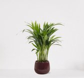 Areca in sierpot Livia Bordeaux Rood – luchtzuiverende kamerplant – eenvoudig te onderhouden Goudpalm - 35-50cm - Ø15 – geleverd met plantenpot – vers uit de kwekerij
