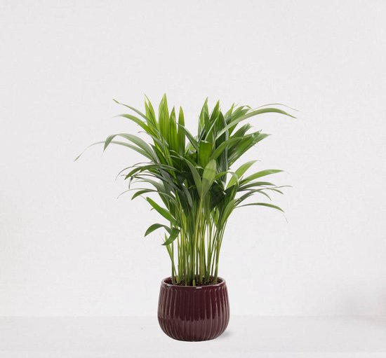 Areca en pot décoratif Livia Bordeaux Red - plante d'intérieur purificatrice d'air - facile d'entretien Golden Palm - 35-50cm - Ø15 - fourni avec pot - frais de la pépinière