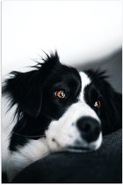 WallClassics - Poster (Matte) - Chien Zwart/ Witte sur le canapé - 50x75 cm Photo sur papier affiche au look mat