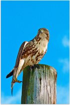 WallClassics - Poster Glossy - Buse sur un Poteau en Bois - 40x60 cm Photo sur Papier Poster avec Finition Brillante