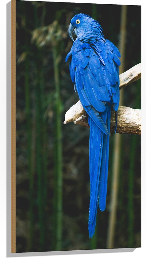 WallClassics - Hout - Blauwe Ara Papegaai op een Tak - 50x100 cm - 12 mm dik - Foto op Hout (Met Ophangsysteem)