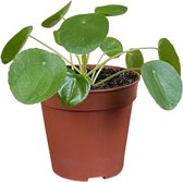 ZynesFlora - Pilea - Pannekoekenplant - Ø12cm - Hoogte 20 - 25 cm - Kamerplant