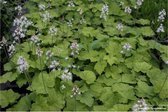 6 x Tiarella cordifolia - PERZISCHE MUTS , SCHUIMBLOEM - pot 9 x 9 cm