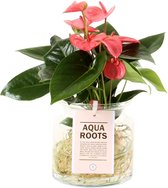 Anthurium Pink Champion op water – ↨ 40cm – ⌀ 12cm