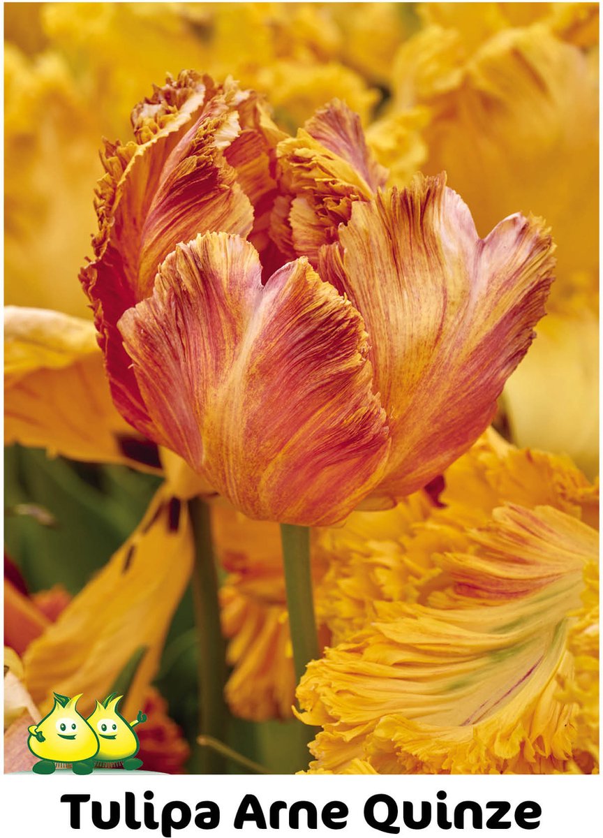 25 Tulpen Arne Quinze - unieke tulp - bloembollen - tulpen bollen - maat 12/+