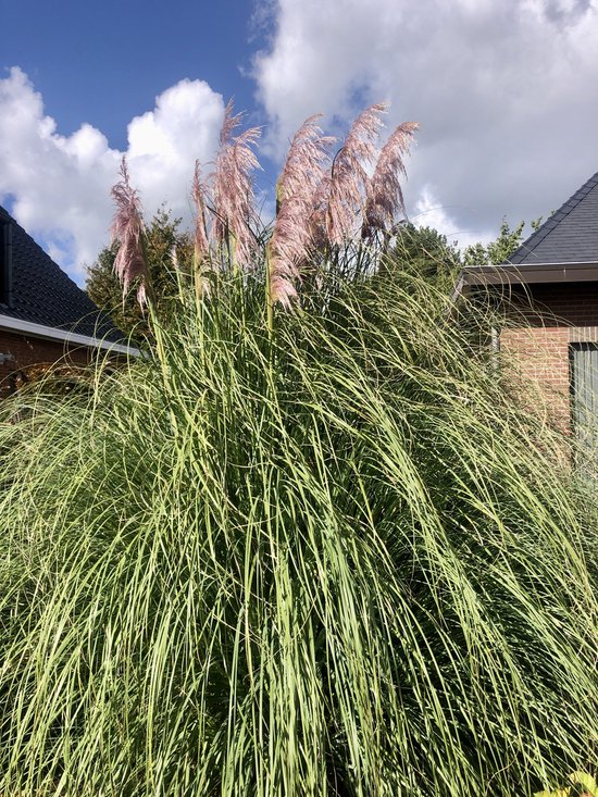 Foto: 4 x cortaderia rosea pampasgras in c3 liter pot