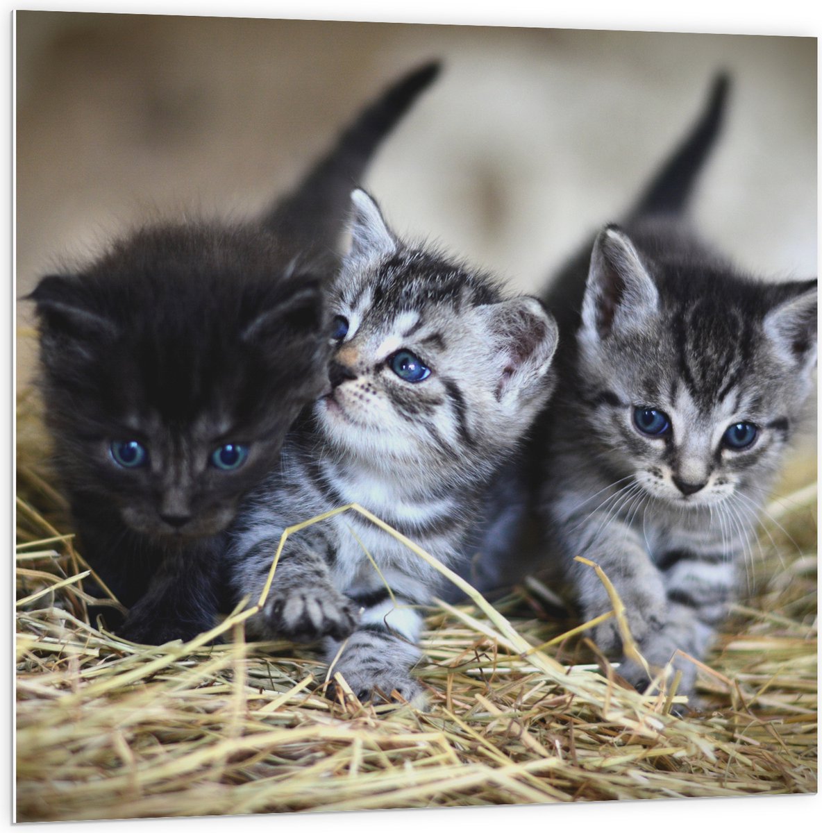 PVC Schuimplaat - Drie Schattige Baby Poesjes - 100x100 cm Foto op PVC Schuimplaat (Met Ophangsysteem)